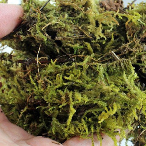 Repti-Zoo Chile's Sphagnum moss - mech torowiec 4,5l Repti-Zoo