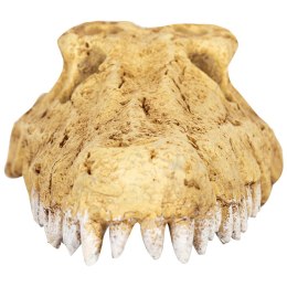 Repti-Zoo Repti-Zoo Crocodile Skull S - czaszka krokodyla