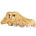 Repti-Zoo Crocodile Skull S - czaszka krokodyla Repti-Zoo