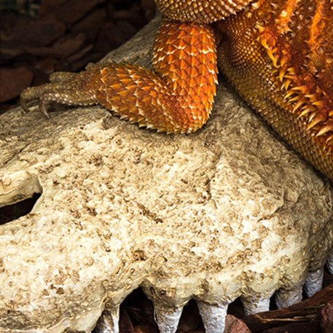 Repti-Zoo Crocodile Skull S - czaszka krokodyla Repti-Zoo