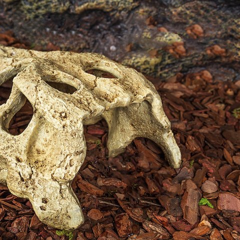 Repti-Zoo Crocodile Skull S - czaszka krokodyla Repti-Zoo