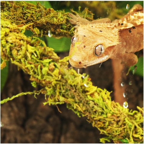 Repti-Zoo Liana z naturalnym mchem 1,5cm x 2m Repti-Zoo