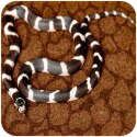 Resun Desert Carpet Mat - mata do terrarium 90x45cm Repti-Zoo