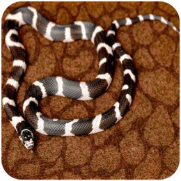Repti-Zoo Resun Desert Carpet Mat - mata do terrarium 90x45cm