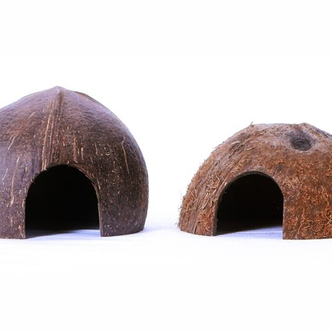 Terrario CocoCave L - połówka kokos gładki Terrario