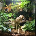 Terrario Crocodile Skull XL - czaszka krokodyla do terrarium 23x11x16 cm Terrario