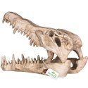 Terrario Crocodile Skull XL - czaszka krokodyla do terrarium 23x11x16 cm Terrario