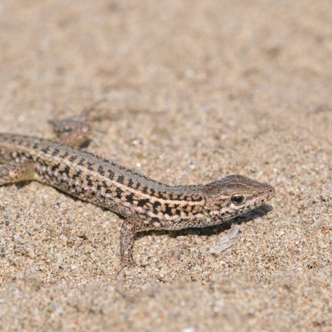 Terrario Dragon Sand 2.5kg - mikro piasek pustynny Terrario