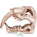 Terrario Sabertooth Skull - czaszka tygrysa do terrarium 13x8,5x11 cm Terrario