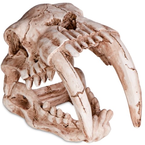 Terrario Sabertooth Skull - czaszka tygrysa do terrarium 13x8,5x11 cm Terrario