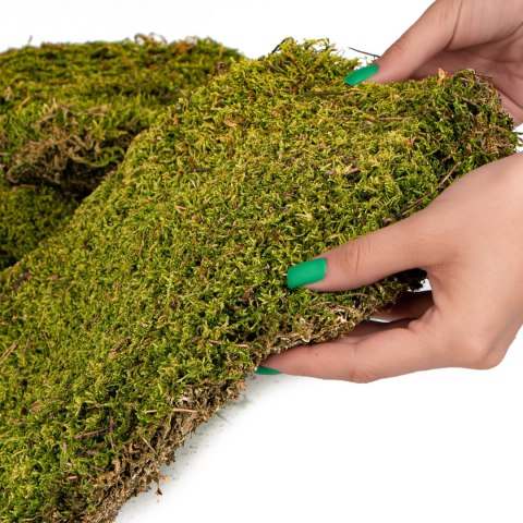 Terrario Shadow Forest Moss - mech naturalny 35x28cm Terrario