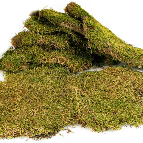 Terrario Shadow Forest Moss - mech naturalny 35x28cm Terrario