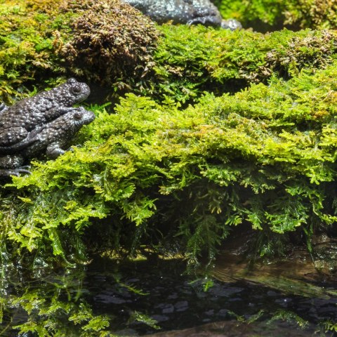Terrario Shadow Forest Moss - mech naturalny 35x28cm Terrario