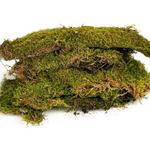 Terrario Shadow Forest Moss - mech naturalny 35x28cm Terrario