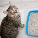 Hilton Cat Litter White Soap 5l - żwirek biały bentonitowy o zapachu mydła HILTON