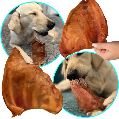 Dogario Bonni Pig's Ear L - duże wieprzowe ucho gryzak dla psa x10 Dogario