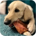 Dogario Bonni Pig's Ear L - duże wieprzowe ucho gryzak dla psa x10 Dogario