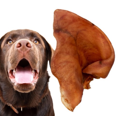 Dogario Bonni Pig's Ear L - duże wieprzowe ucho gryzak dla psa Dogario